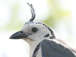 White-throated Magpie-Jay    Calocitta formosa